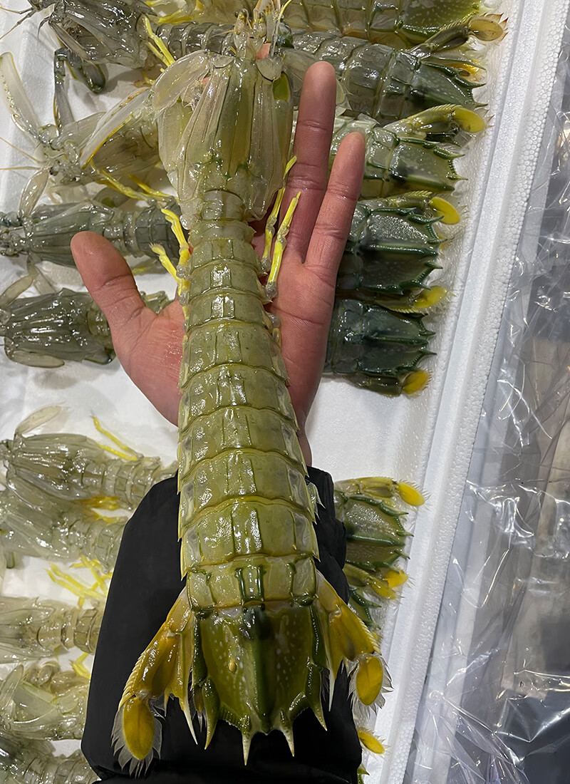 顺丰多地次日达皮皮虾泰国富贵虾特大鲜活速冻冷冻水产活冻琵琶虾濑尿