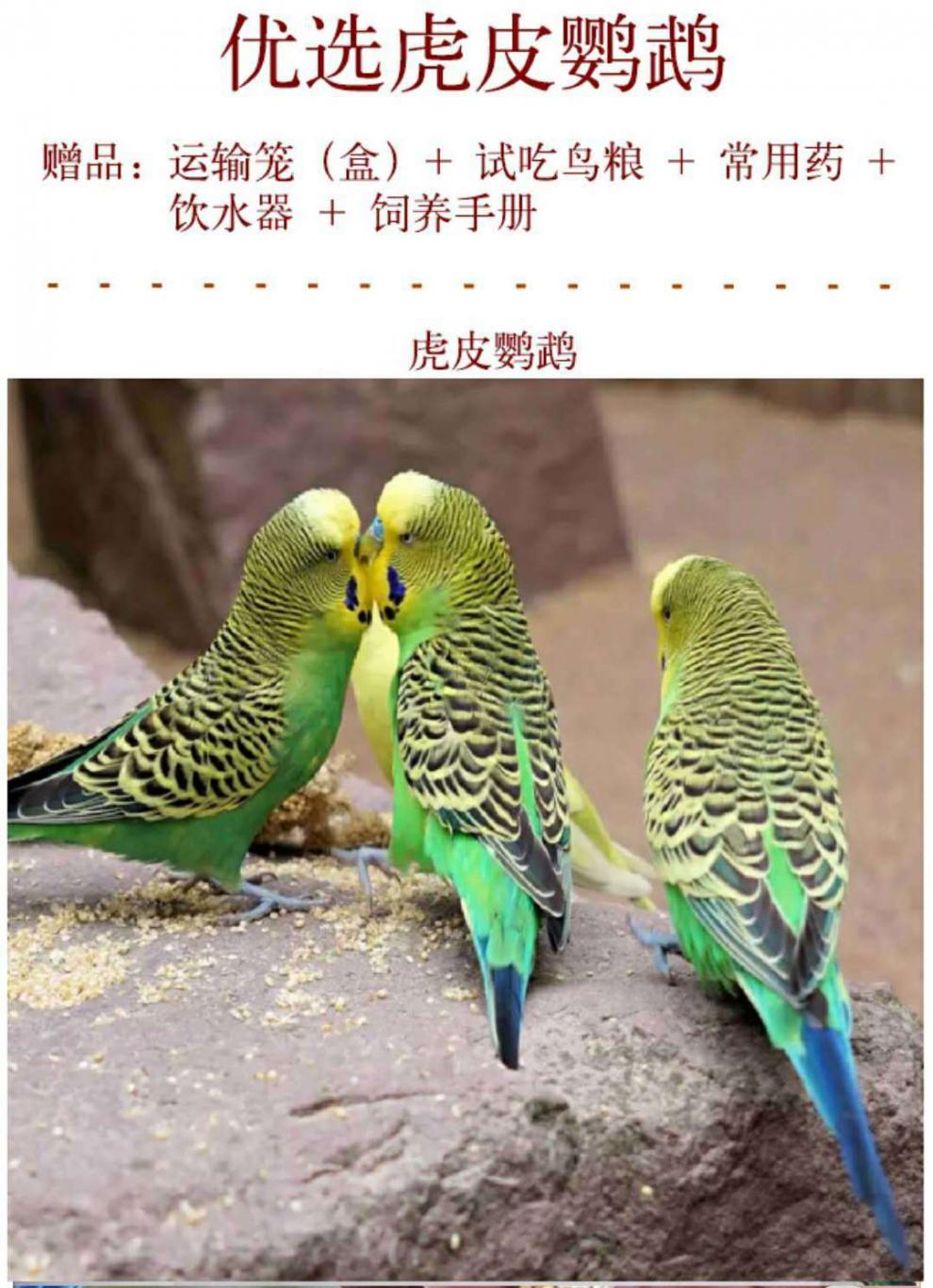 虎皮鹦鹉宠物活物云斑活体大型小鸟活宠物玄凤幼鸟鹦鹉活鸟鸟活物绿皮
