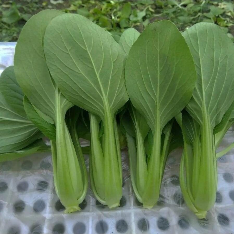 冬至耐寒青梗菜种子北京硕源耐寒耐抽青菜小油菜种子秋冬蔬菜籽100克