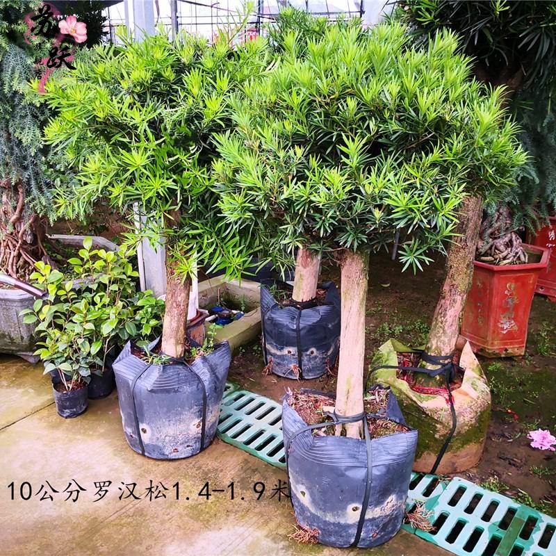 雀舌罗汉松树苗批发大叶小米盆景庭院绿植化阳台盆地栽带土球13年丰产