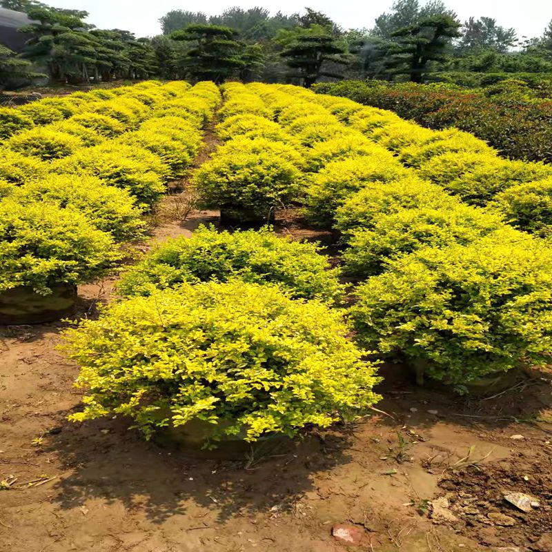 亮晶小叶女贞球形柠檬之光各种造型树四季常青棒棒糖植物庭院树苗 亮