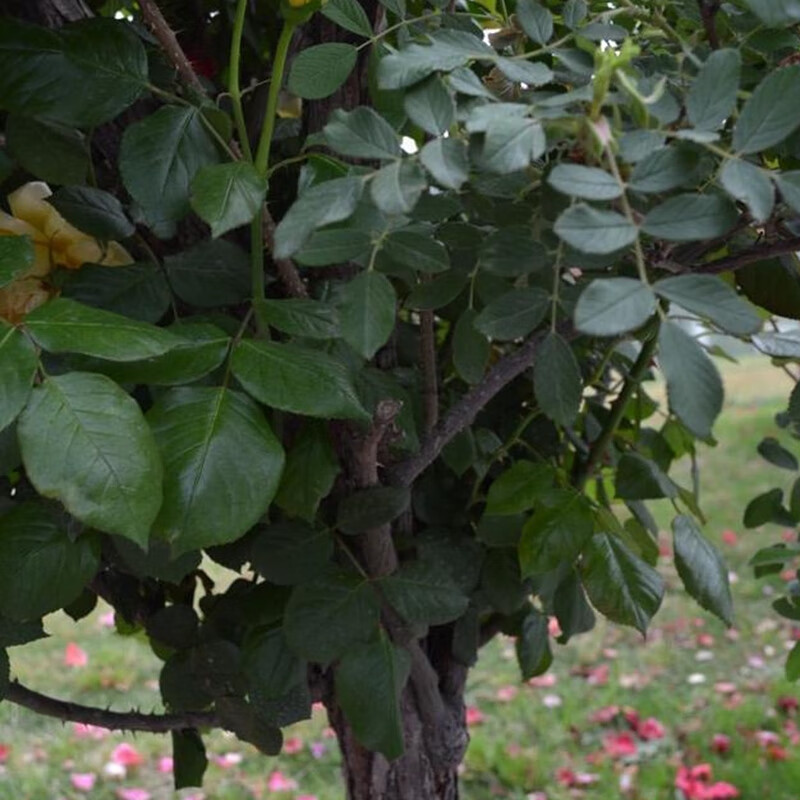 园艺 山木香桩无刺蔷薇红刺藤可嫁接树形月季玫瑰庭院砧木老桩盆景 2