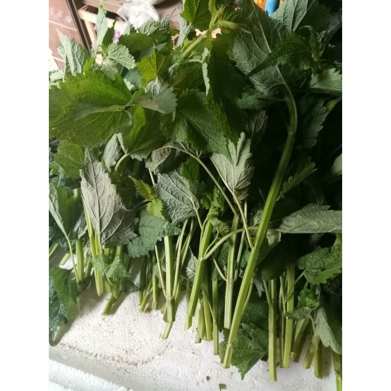 橙伯乐四川新鲜藿香叶鱼香叶 200克农村自种鱼香菜 泡茶做菜霍香叶