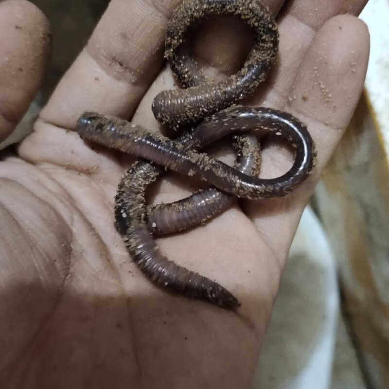 同款鲜活臭广东大号黑蚯蚓广地龙垂钓鱼饵活饵野钓入药中小号喂龟喂蛇