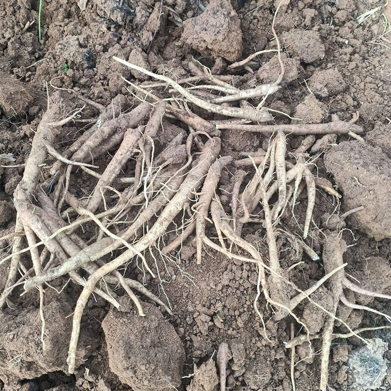 云南特产新鲜西归甜当归土当归西归芹根膳食滋补2斤装1000g