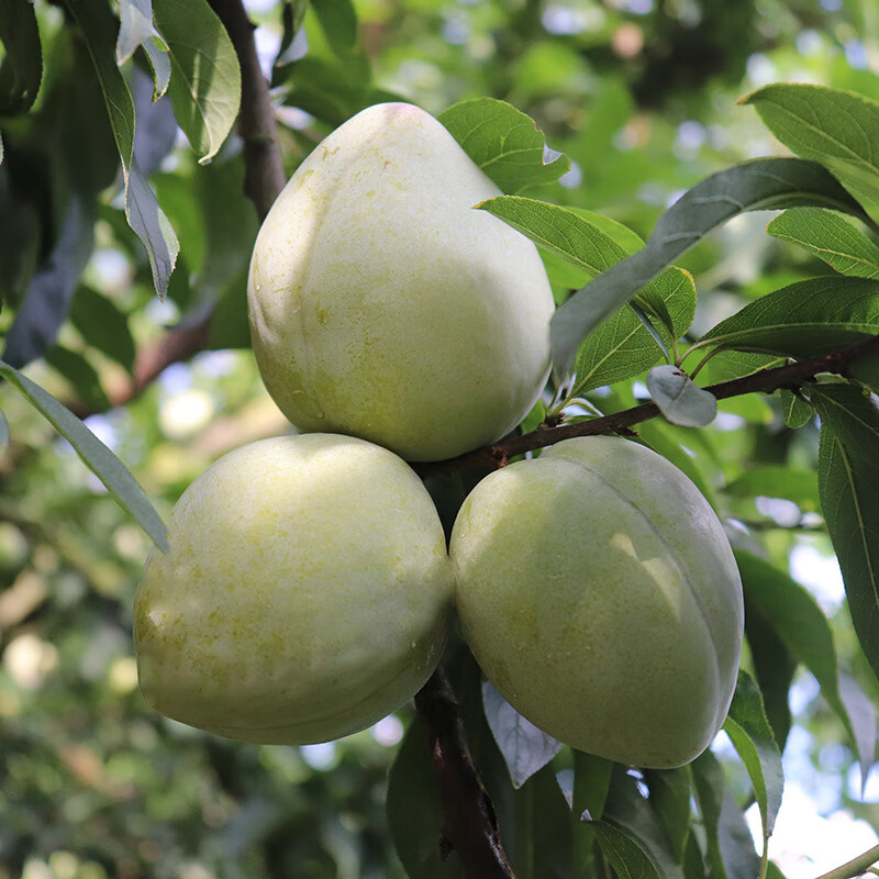 新鲜油奈李子青李子水果 应季青李子 京东生鲜 青奈桃形脱骨李 2500g
