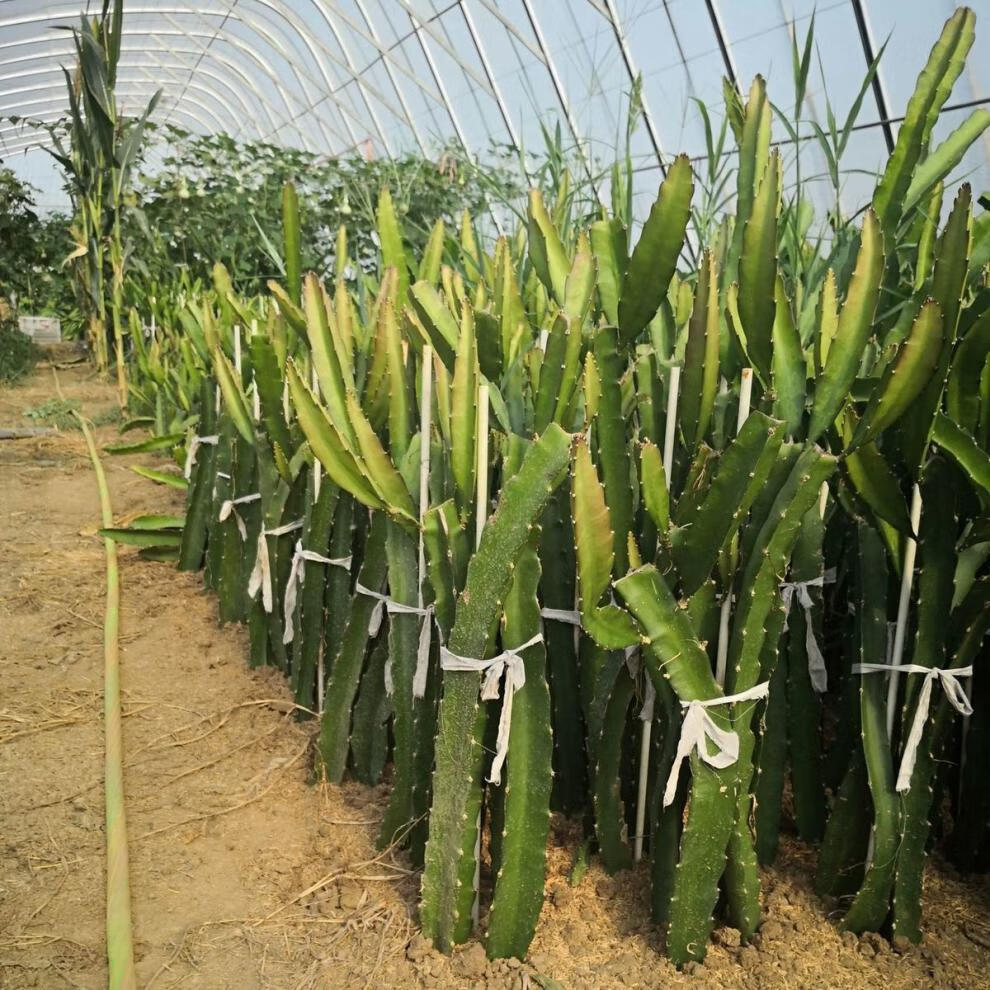 mdng正宗燕窝火龙果苗麒麟果黄皮白心厄瓜多尔果苗盆栽树苗四季结果