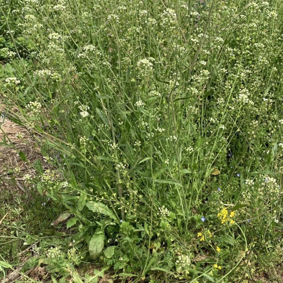 三月老荠菜花150g2斤整株老荠菜晒干带花带籽根月子煮水净重1斤装