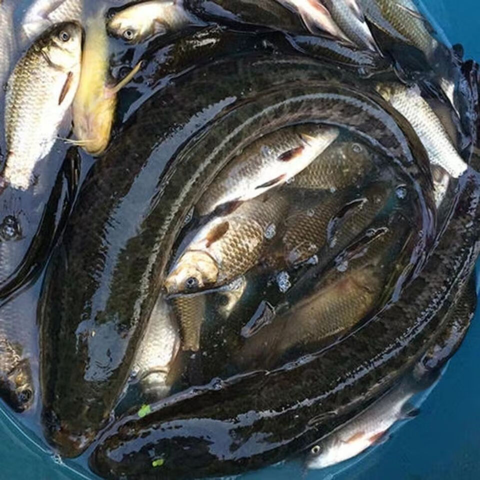 lism安徽特产桂鱼正宗鳜鱼鳌花鱼桂花鱼淡水鱼新鲜活鱼下单现杀 1斤净