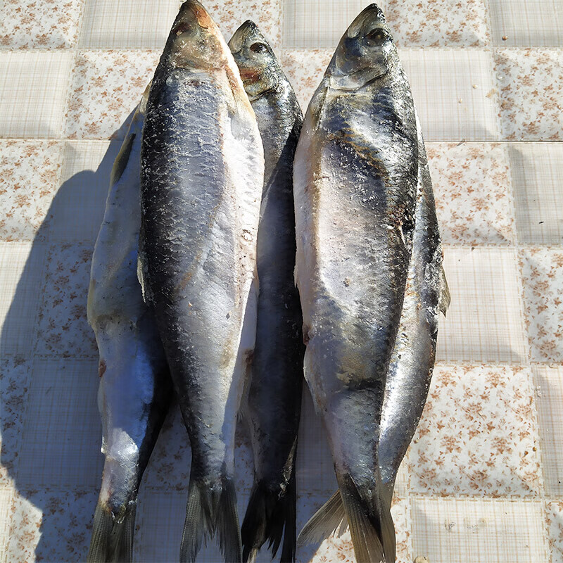青鱼 鲭鱼 沙丁鱼 海鱼冷冻鲜鱼高丽青 鲱鱼 温鱼满油满籽 2500g 2人