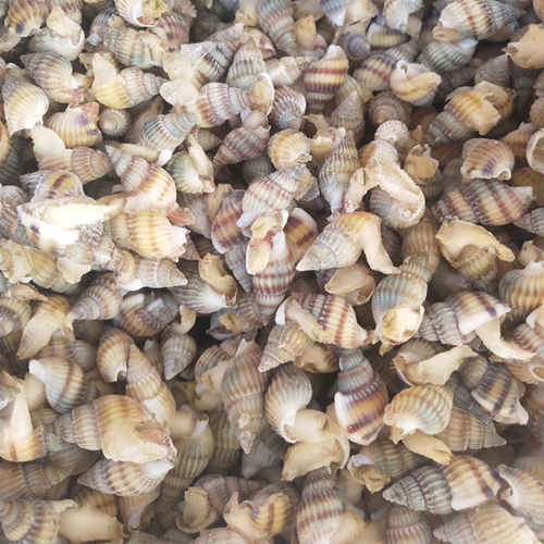 顺丰直达东港海鲜活冻海锥海螺丝鲜活海瓜子熟冻海螺丝海鲜水产贝类