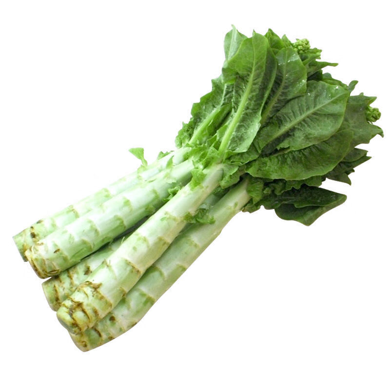 颜集卉四季莴笋种子白尖叶莴笋红皮莴笋种子青莴笋蔬菜菜种子菜园四季