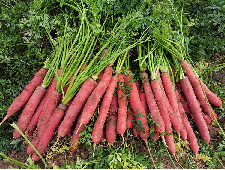 年货精选甘肃2021现挖红萝卜蔬菜带泥农家沙地红心脆甜水果胡萝卜生吃