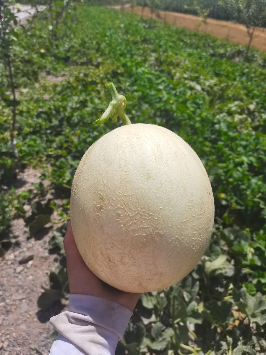 甘肃兰州白兰瓜银蒂瓜沙漠网纹蜜瓜戈壁甜瓜新鲜当季水果 10斤【图片