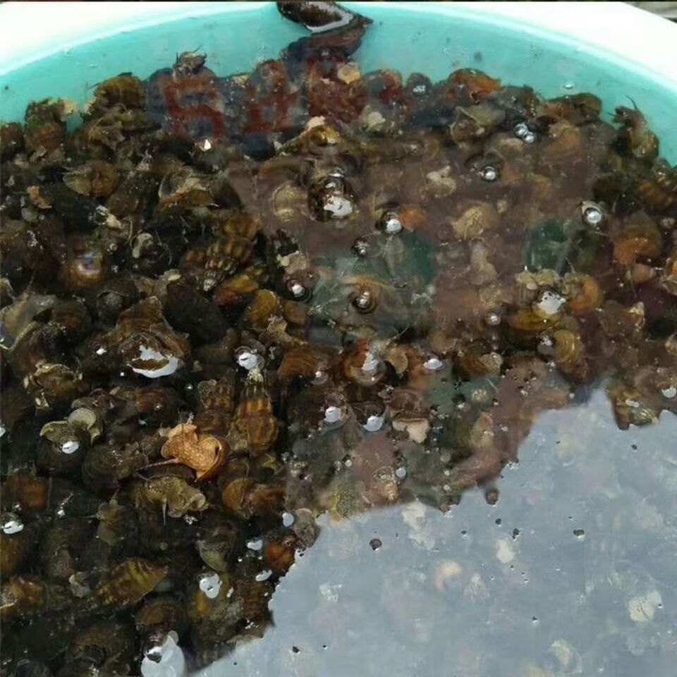 扭纹螺鲜活深山山坑螺爽口山坑螺螺丝螺水产3斤