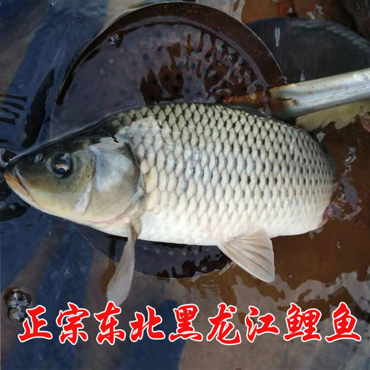 5-2.8斤三道鳞鱼鲜活速冻【图片 价格 品牌 报价】-京东