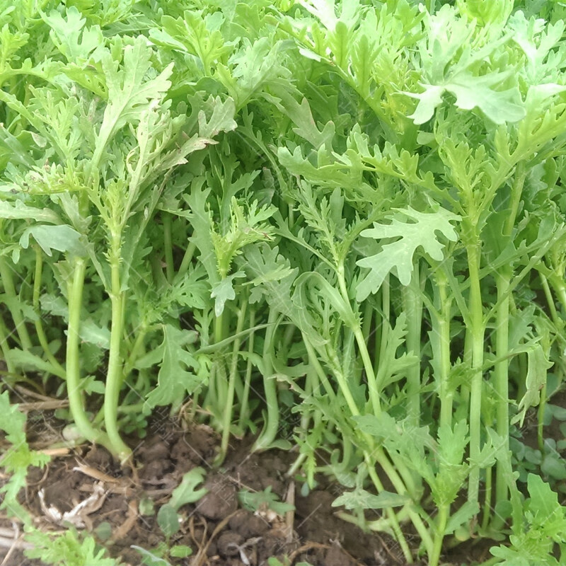 小叶茼蒿种子高杆香蒿皇帝菜春夏秋冬四季播春秋蔬菜种籽盆栽阳台 500