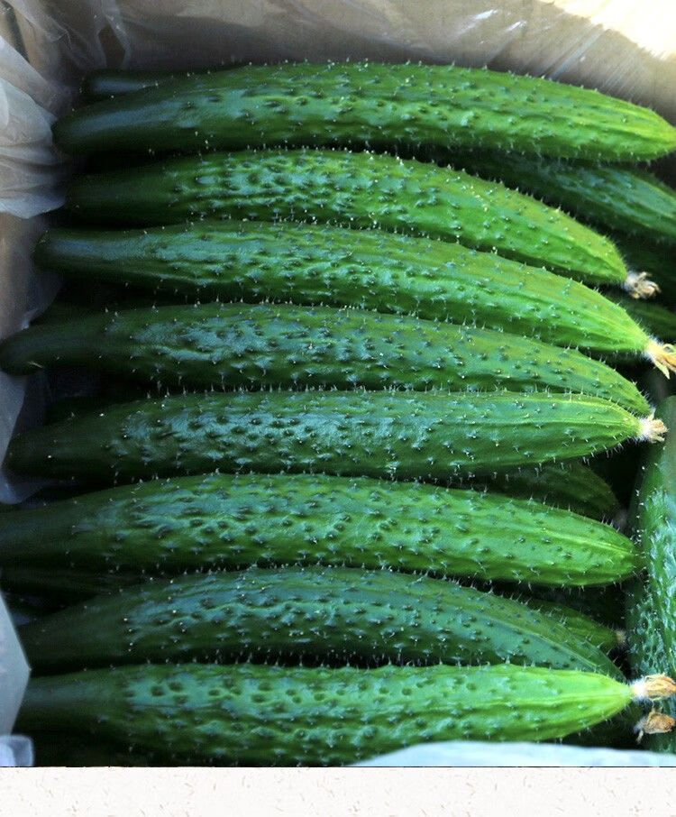 农家自种现摘现发精品黄瓜应季新鲜蔬菜带刺生吃青瓜5斤带箱精品装弯