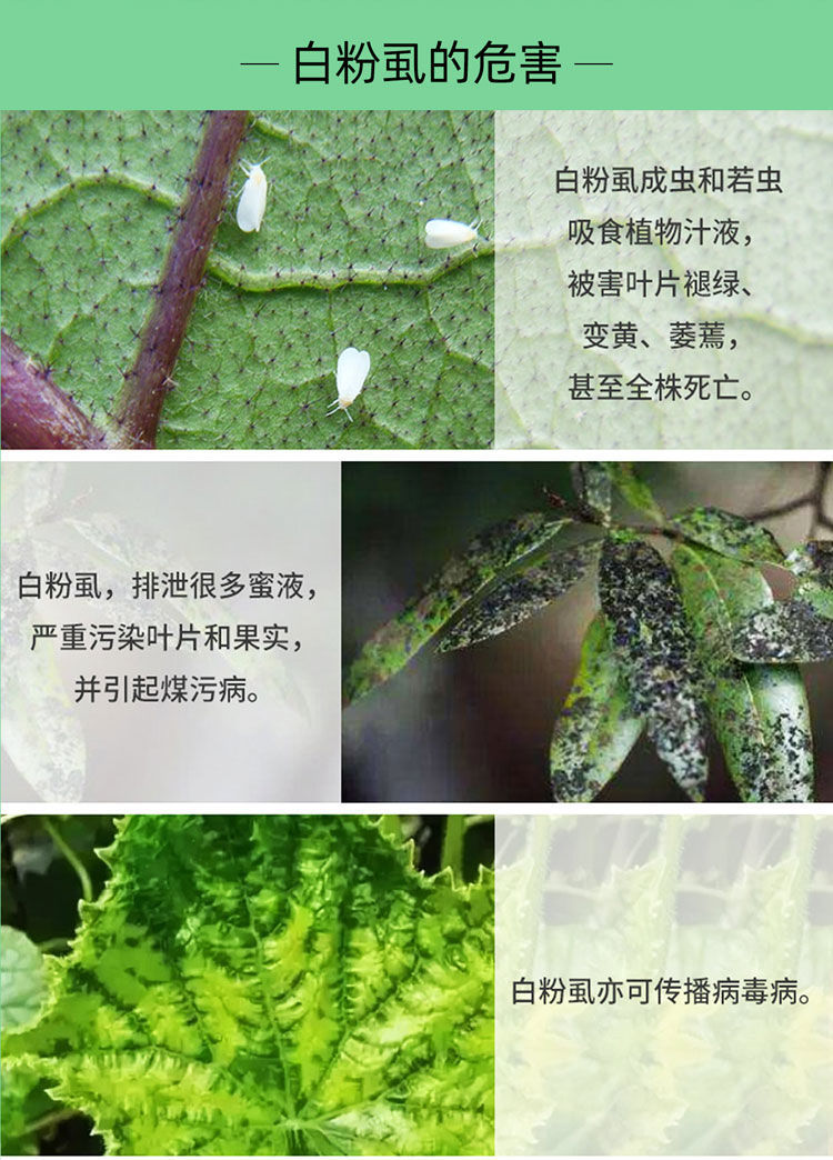 白粉虱专用药飞虱木虱蚜虫农药杀虫剂联菊啶虫脒花瓜果树蔬菜除虫 200