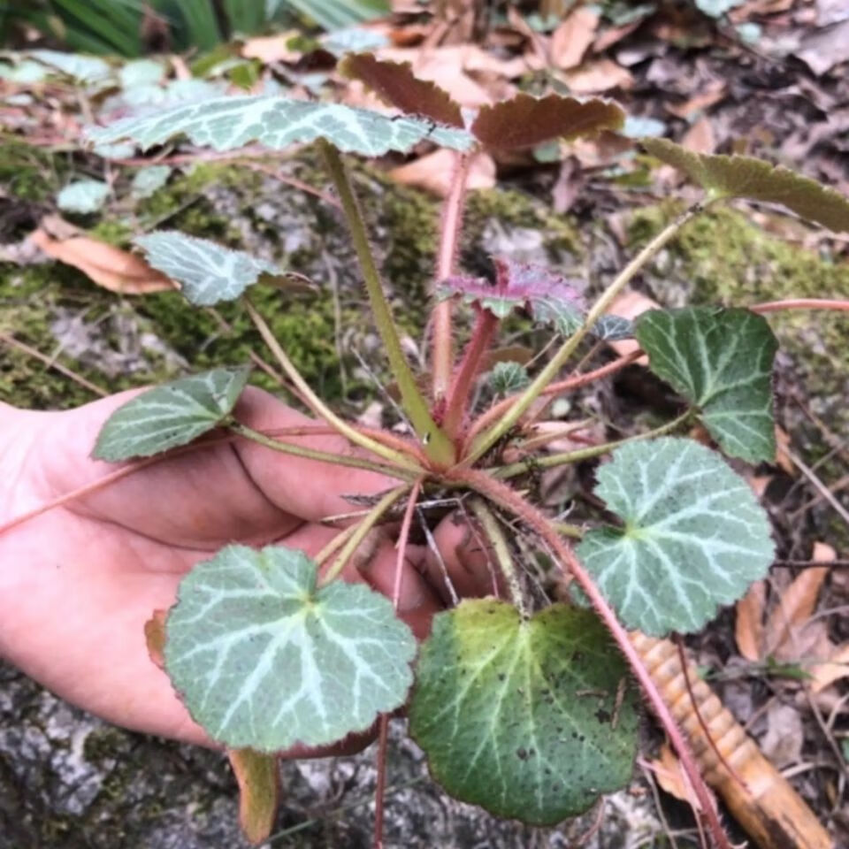 贵州省虎耳草250g虎耳草石荷叶金线吊芙蓉金丝荷叶耳朵红【图片 价格