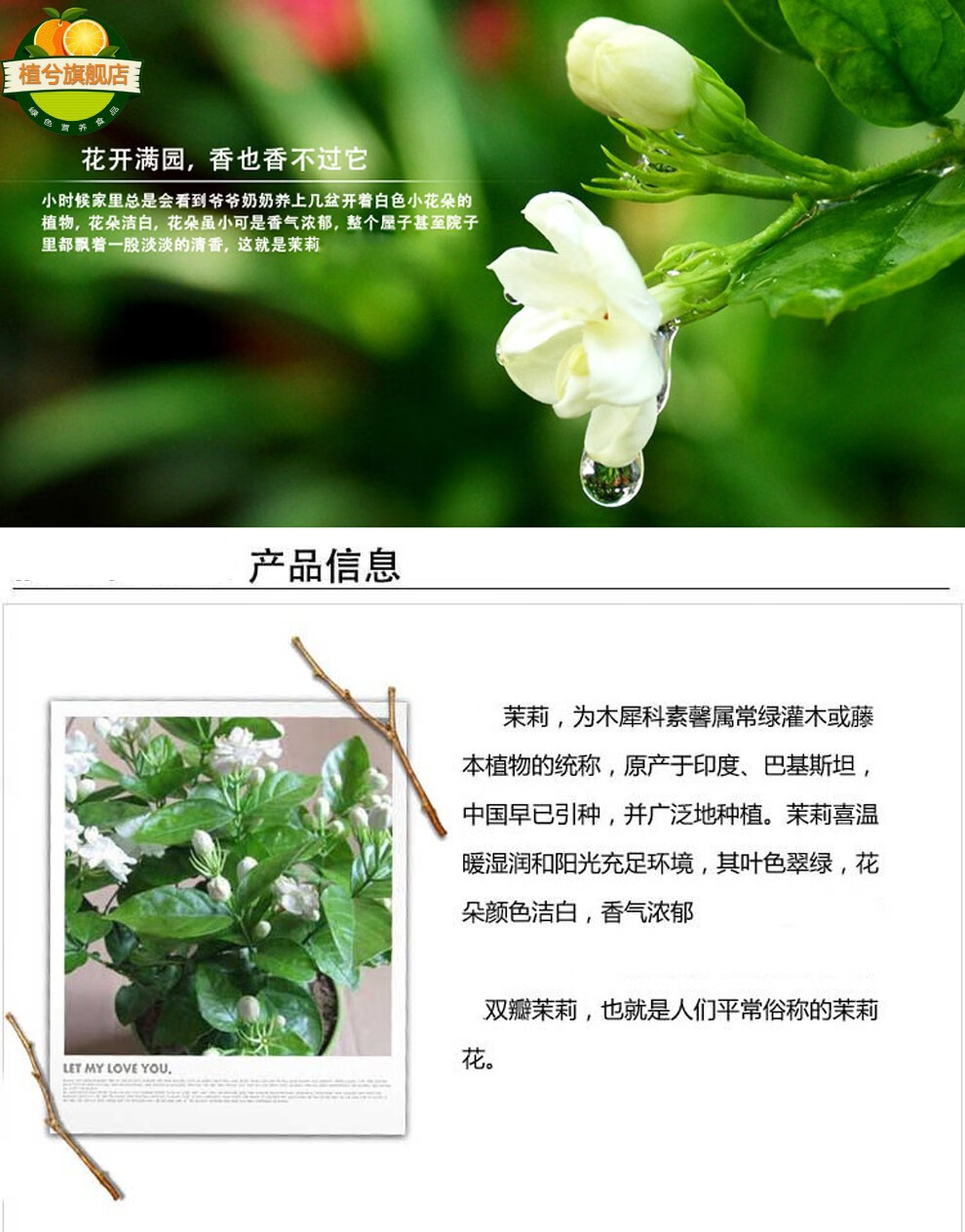 栀子花茉莉花苗白色茉莉重瓣茉莉双色茉莉康乃馨杜鹃花盆栽阳台庭院