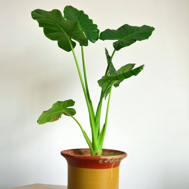 千手观音盆栽大海芋霸王芋滴水观音水培绿植观叶花卉室内水培植物 4-6