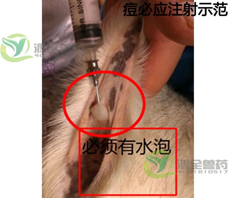 哈药 羊用活疫苗 痘必应 羊痘 疫苗接种 山羊痘牛痘牛结节性皮炎 羊痘