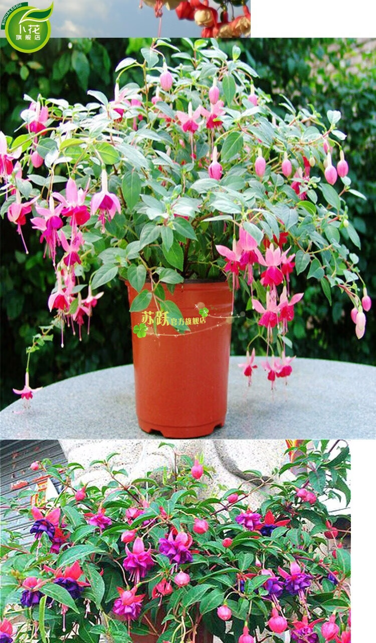倒挂金钟花苗盆栽 灯笼花盆栽 花卉观花植物带花四季开花发货小苗 紫