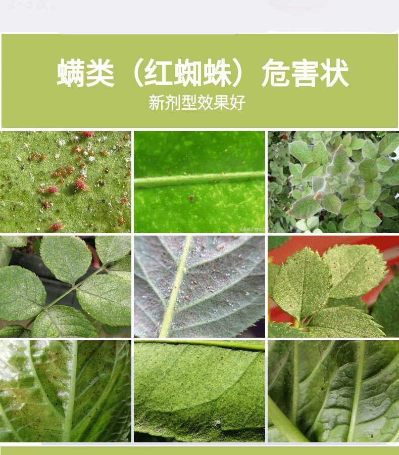 34%螺螨酯螺螨脂果树月季柑橘灭杀红蜘蛛打红蜘蛛螨虫杀菌剂 100克/瓶