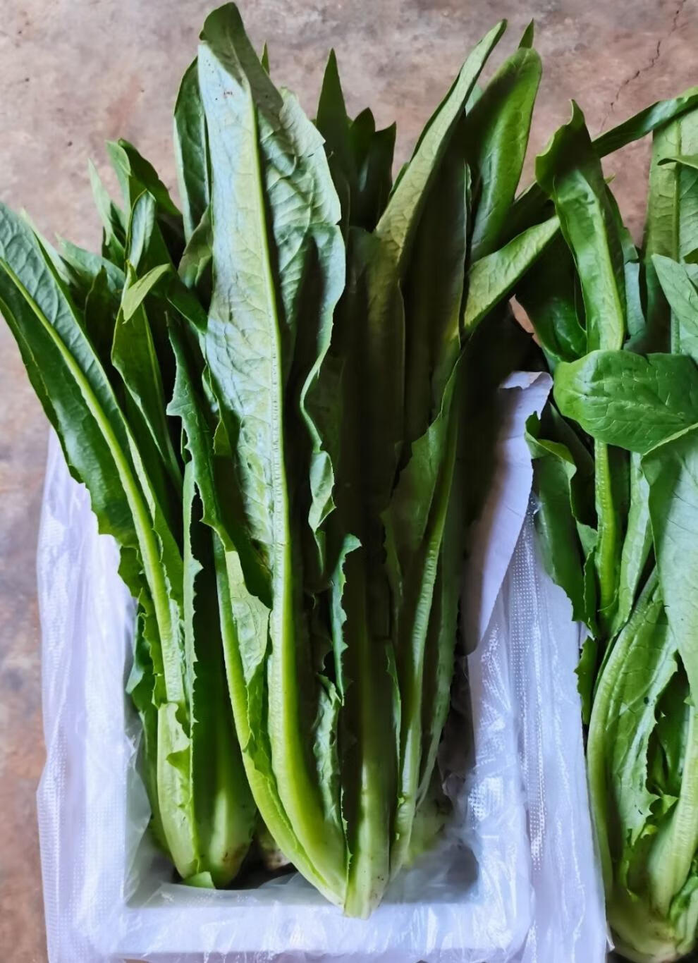 轻恋云南高原蔬菜新鲜油麦菜当季农家自种莜麦菜牛俐生菜时令叶菜3斤