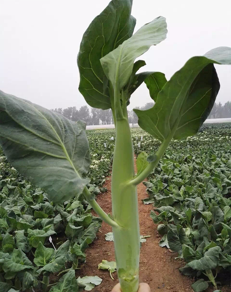 香菇玉笋芥蓝种子四季大笋芥兰种籽广东菜种籽大介兰菜种蔬菜种孑