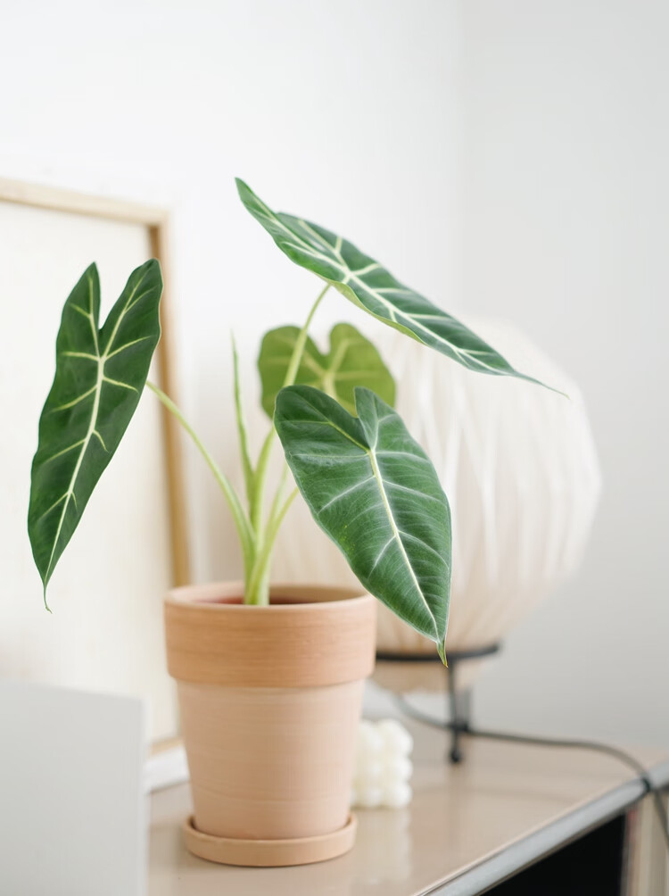 秋颖 绿天鹅海芋 北欧ins风室内家居植物桌面绿植高冷气质 绿天鹅海芋