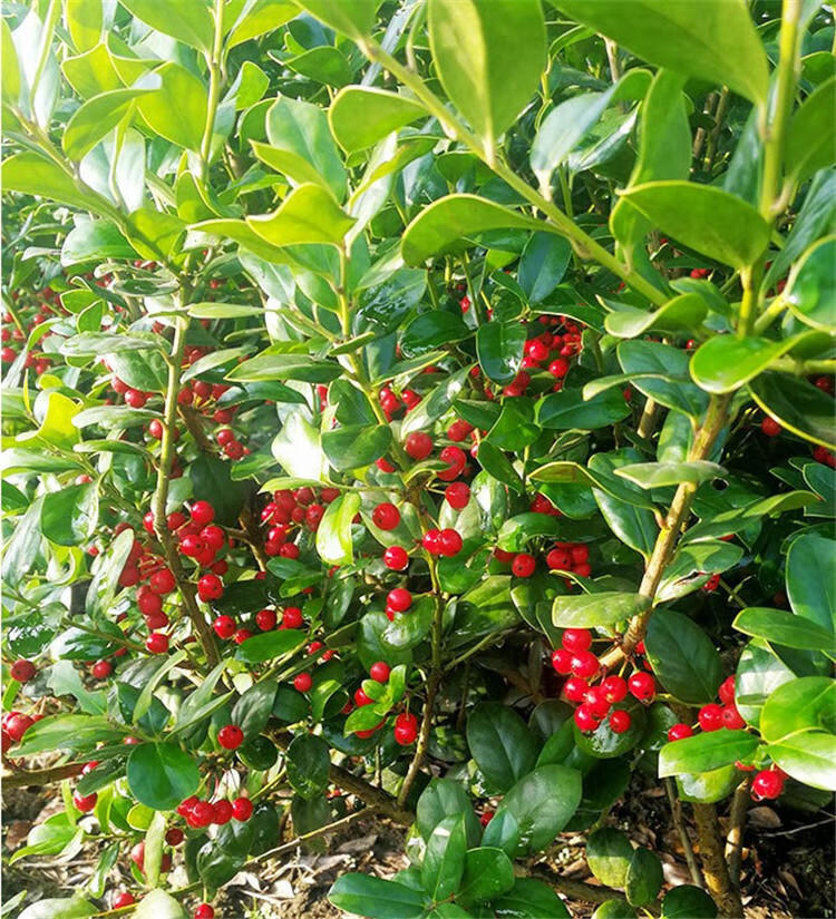 soumiety无刺枸骨树苗构骨球鸿运果树苗四季常青北方庭院花卉耐寒绿化