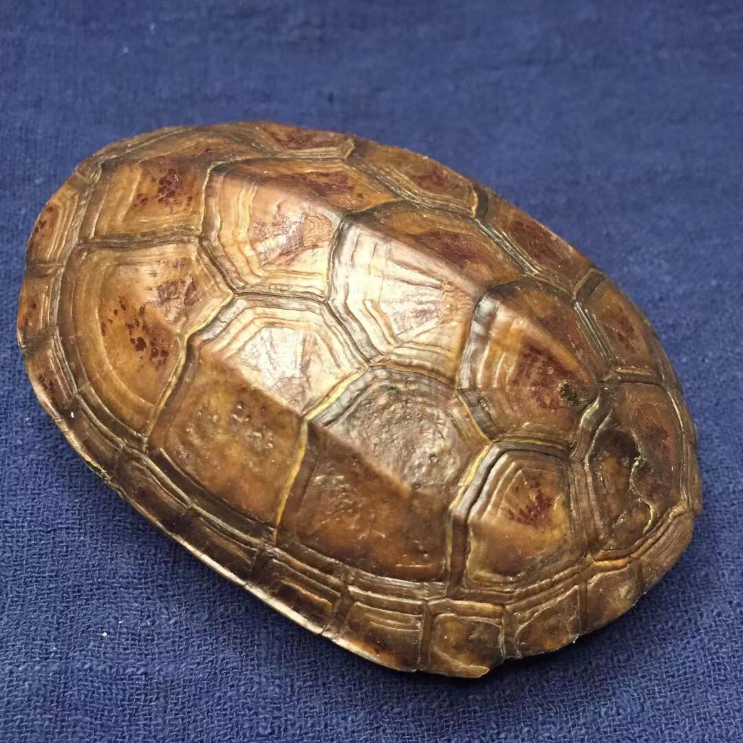 龟趣天然完整干净真乌龟壳文玩手把件家居客厅摆件送礼桌面中式17厘米