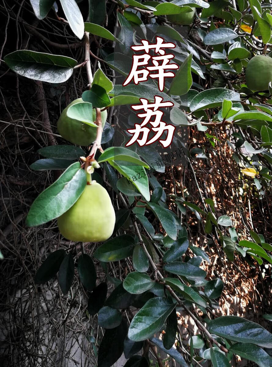 贵州特产野生冰粉籽25g*10袋手搓薜荔籽免石灰清凉小吃凉粉爱玉籽