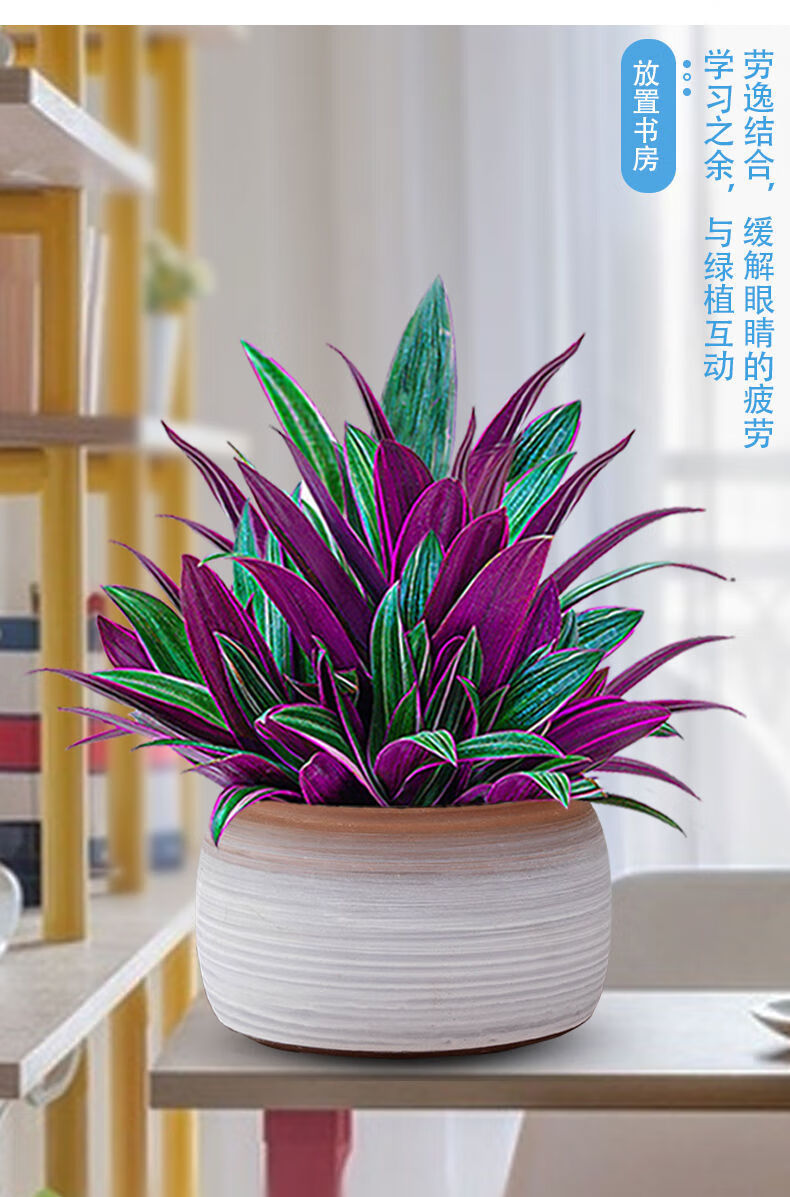 10047277923679商品名称:紫露兰盆栽油画吊兰花卉植物室内花好养净化