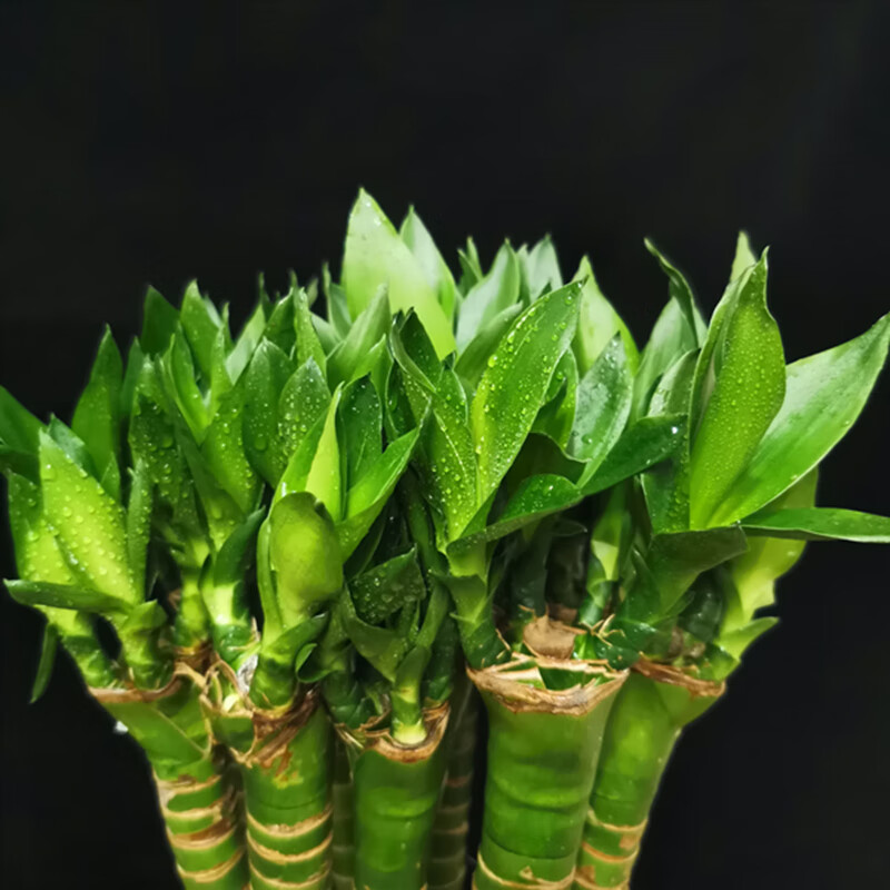 富贵竹多头龙竹植物 室内水养盆栽a级带根转运竹弯竹客厅净化空气