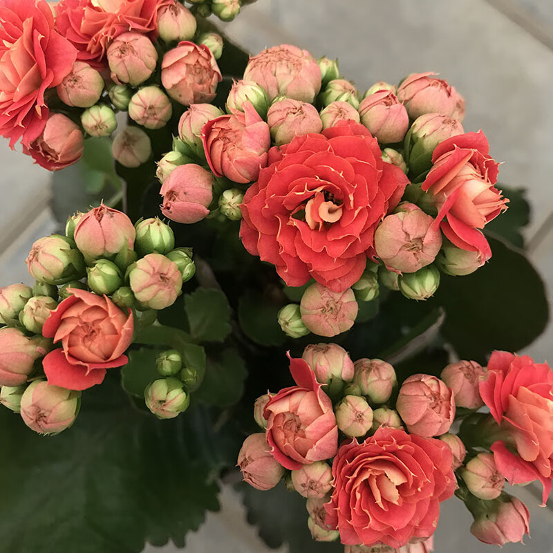 长寿花巴黎 长寿花盆栽巴黎重瓣大花阳台花卉植物 粉红色 戴维斯10