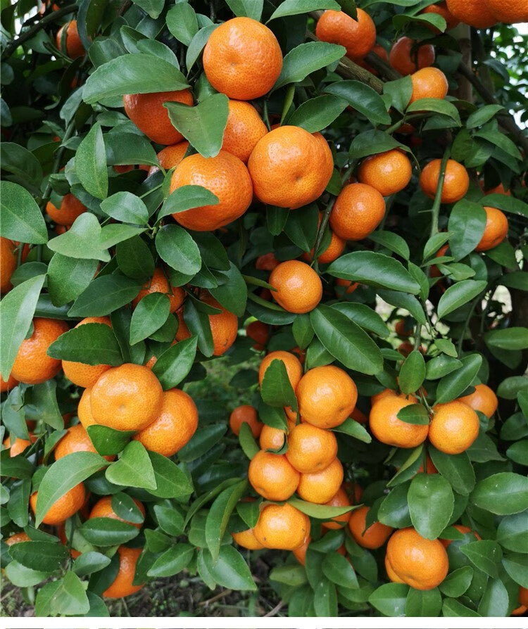 广东四会沙糖桔当季新鲜水果无核小砂糖橘子孕妇薄皮5斤现摘中大果5斤