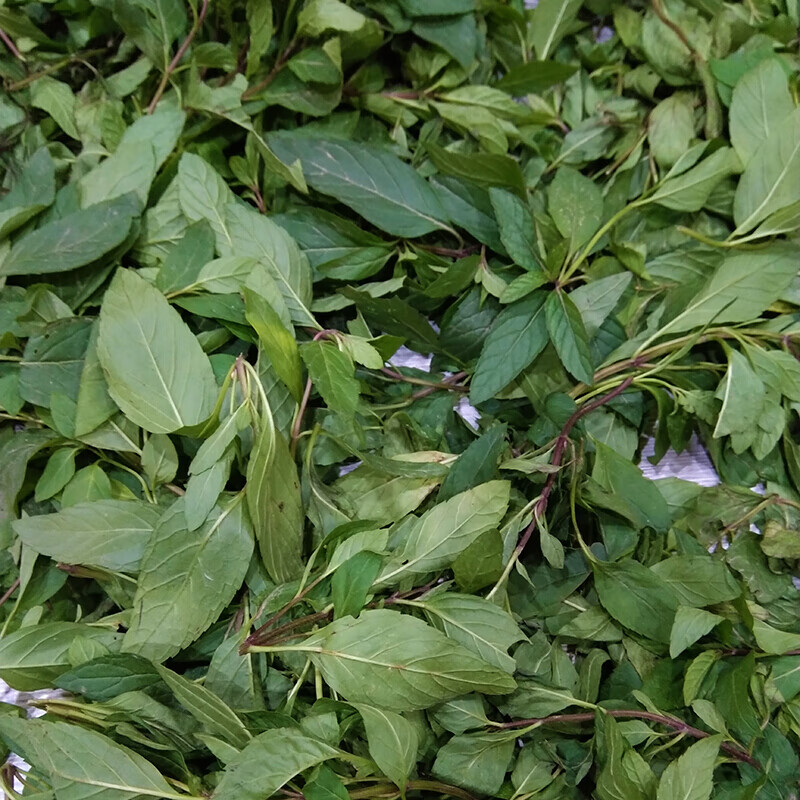 河南特产小叶紫梗干十香石香菜留兰香土薄荷香花菜除特殊地区