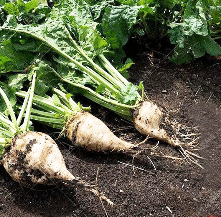 饲料甜菜种子白根甜菜根种籽制糖特大高产可食用春季农家蔬菜种孑 丰