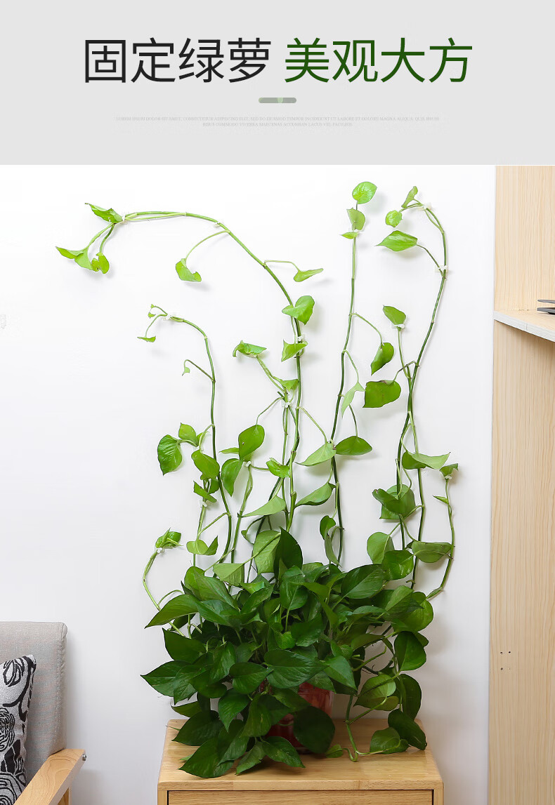 植物绿植固定器绿萝爬墙神器绿箩藤蔓攀爬壁挂定型家用室内无痕扣 60