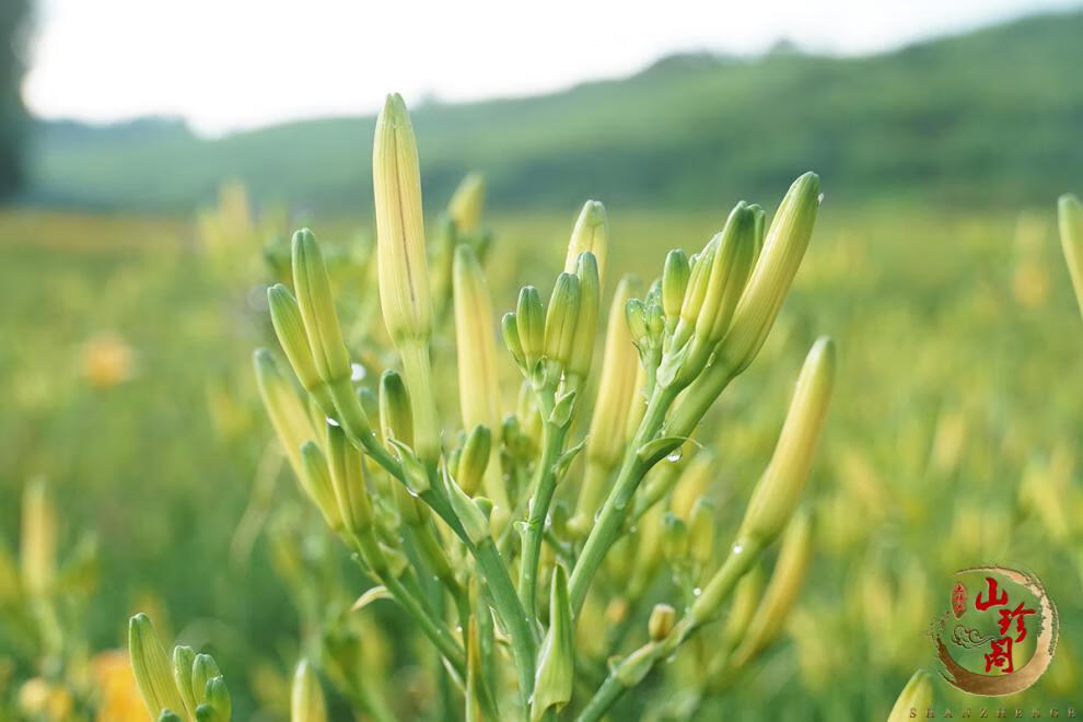 2020新货福建建宁黄花菜干货土特产品种金针菜500克