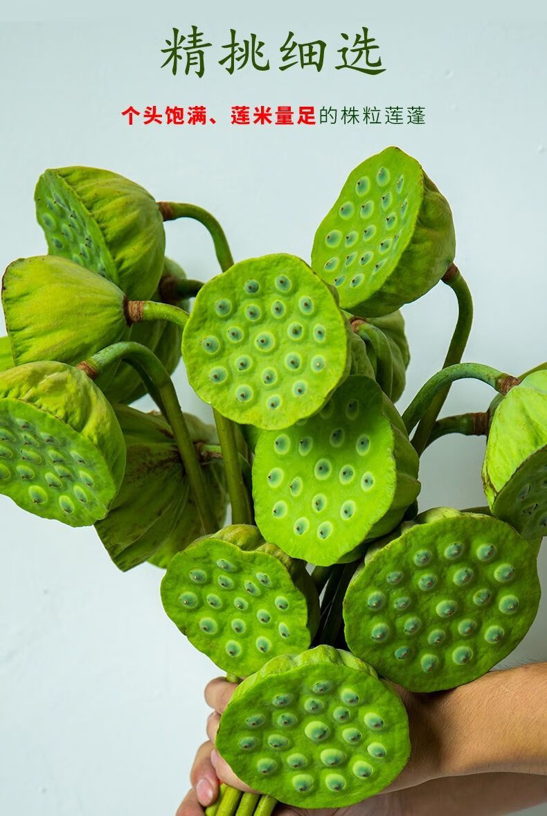 莲子莲蓬新鲜生吃鲜嫩莲蓬鲜莲子新鲜现摘青莲子水果莲蓬连莲子米 干
