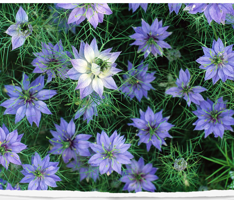 好客花乡旗舰店黑种草种子混色香草波斯宝石黑子草阳台盆栽植物观花