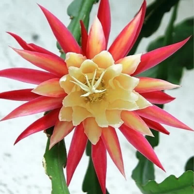 令箭荷花盆栽令箭荷花盆栽荷花令箭孔雀荷花苗带根仙人掌多肉植物嫁接