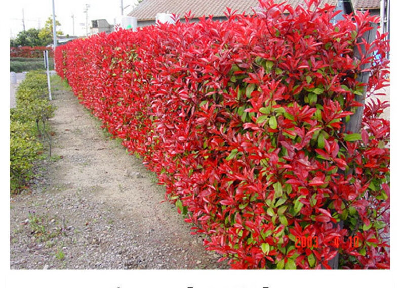 驭硕 红叶石楠树苗四季常青庭院别墅彩叶绿化苗木盆栽红罗宾篱笆苗