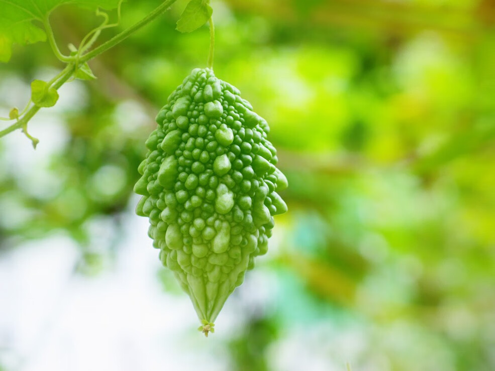 泰国吃播多籽生吃山苦瓜金铃子癞莆萄新鲜小癞瓜青小苦瓜2-8斤批发