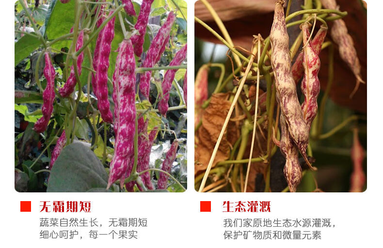 五谷杂粮组合5斤豆类杂粮粥红芸豆雀蛋豆金丝豆荷包豆混合口味2500g