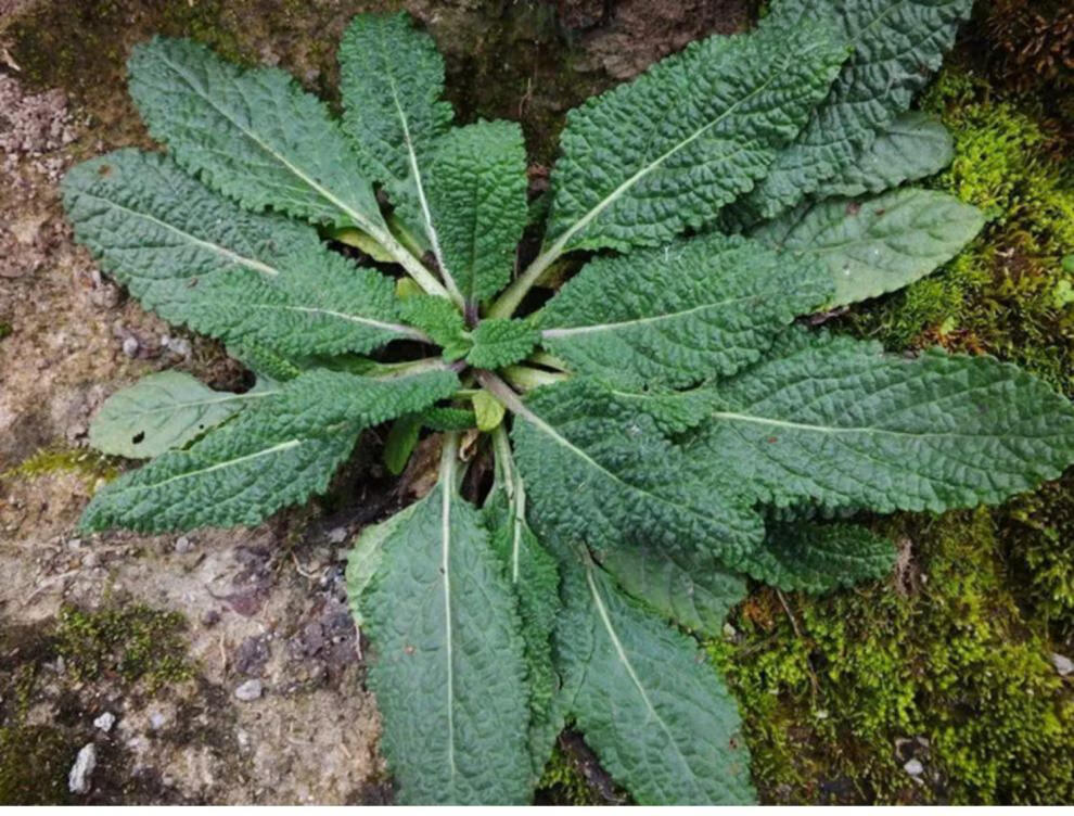 整棵蛤蟆草干货500g中药材散装生野荔枝草整颗癞蛤蟆草中草药